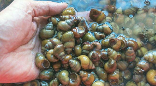 炒田螺时很多人第一步就做错只要掌握好这一步田螺鲜香有味