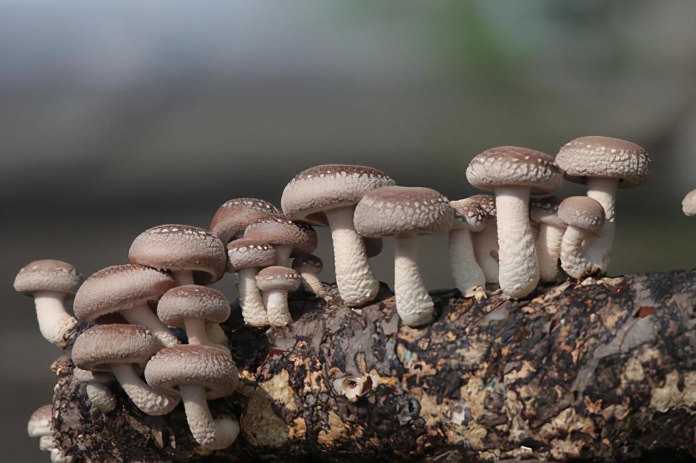 安徽庐江 香菇种植产业生根发芽 红红火火