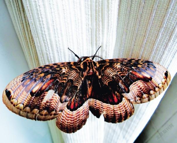 鬼脸天蛾以前我只是听说过,但竟然在室内的干花上看到了.