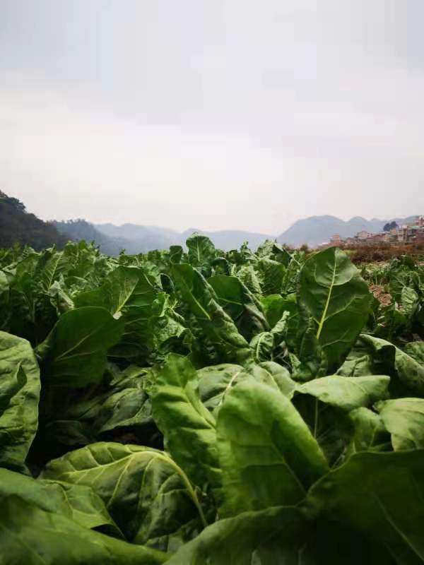 原创农村小伙种植牛皮菜遍地绿油油的看着就好吃