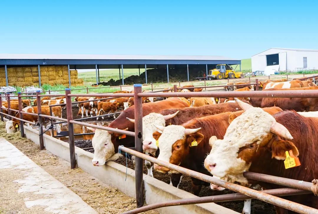 第二届畜禽种业科技创新峰会——华西牛肉牛新品种发布会_乌拉_管理区