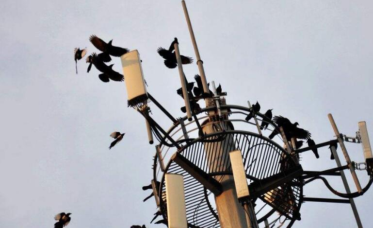 但公主坟地铁站为何一道晚上就会有如此多的乌鸦在上空盘旋呢,事情的