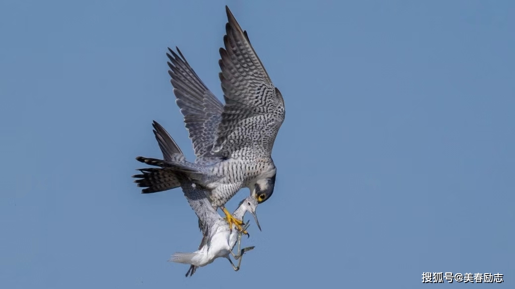 猛禽种的"战斗机",速度最快的鸟,游隼时速赶超高铁_猎物_鸟类_俯冲
