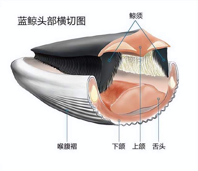 鲸鱼身体部位分解图图片