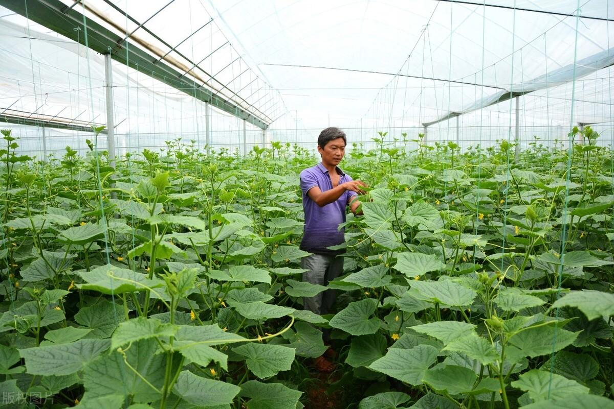 黄瓜种植:抓住这7项关键细节,可大幅度提高产量_栽培_消毒_大棚