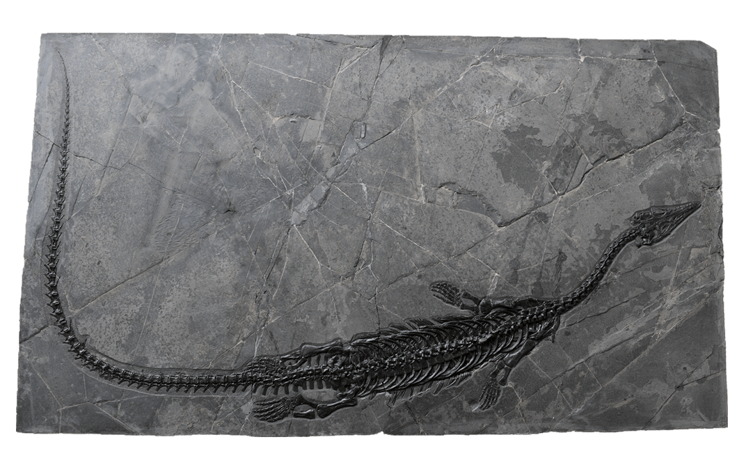 海龙类骨骼结构图】海龙类的生态分异度很大,有些种类如安顺龙,贫齿龙