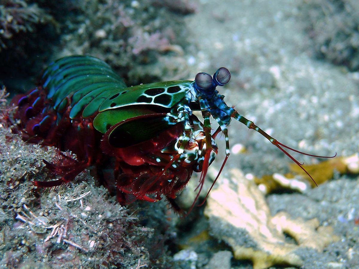 雀尾螳螂虾:出拳只需2毫秒,加速度堪比子弹,能一拳打碎鱼缸
