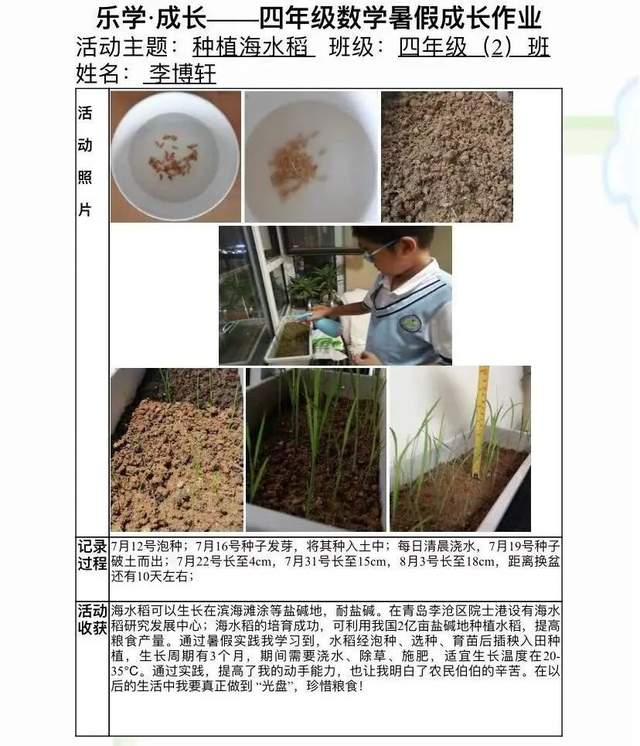 粘稻子325种子简介图片