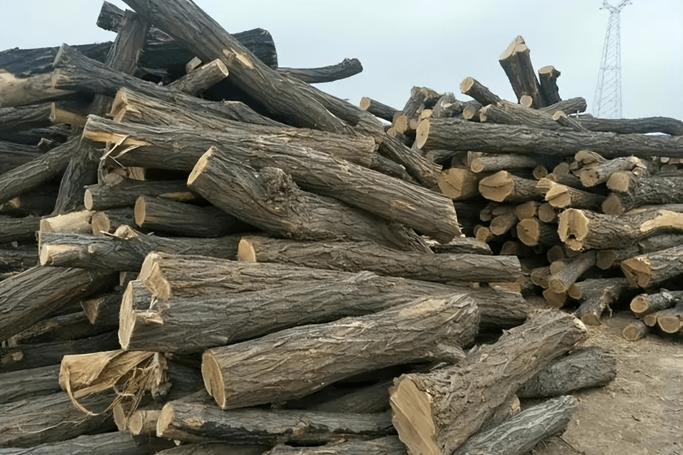 加工_桑树_木材