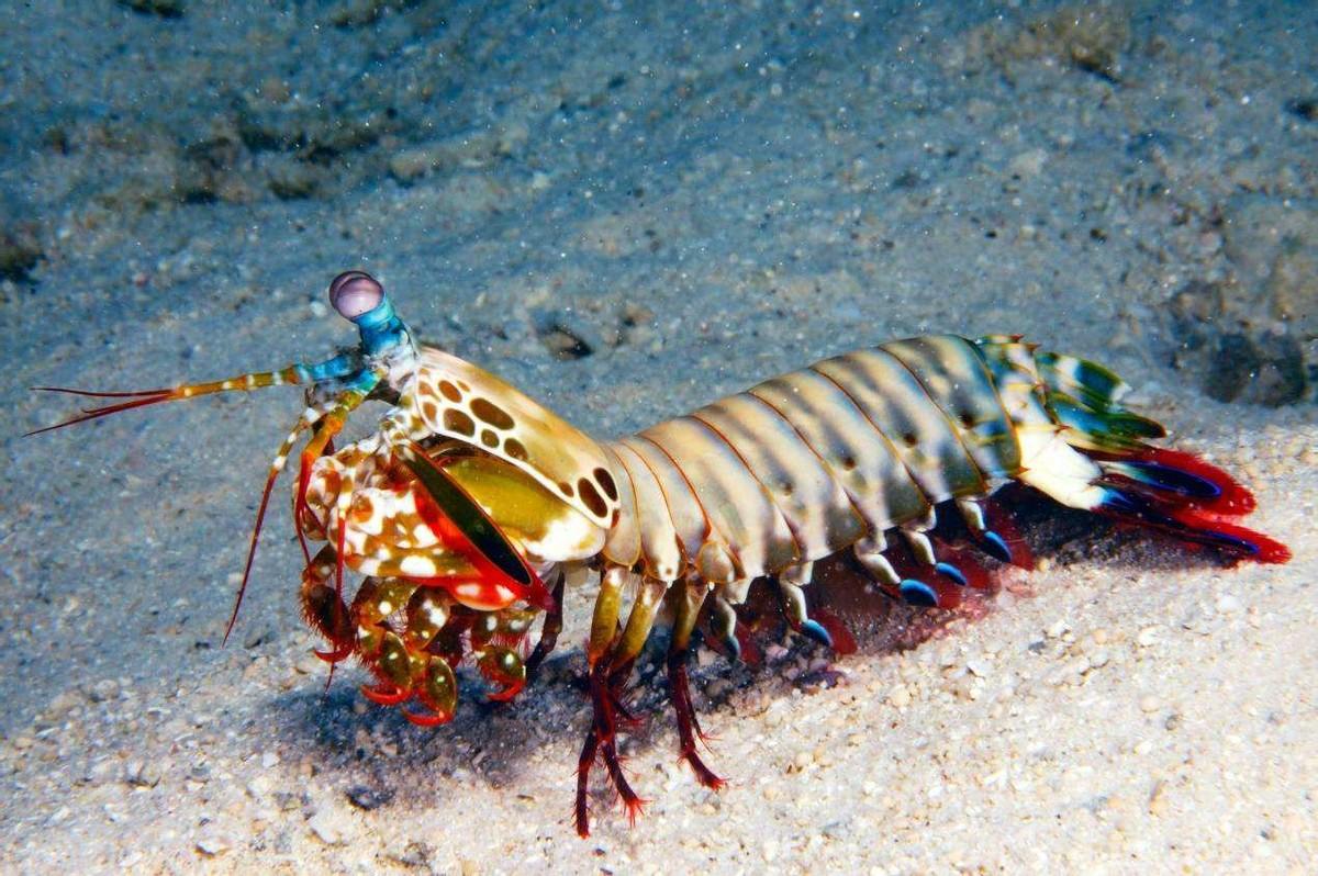 雀尾螳螂虾:出拳只需2毫秒,加速度堪比子弹,能一拳打碎鱼缸