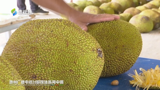 惠州有个菠萝蜜大王 致富不忘带动村里人