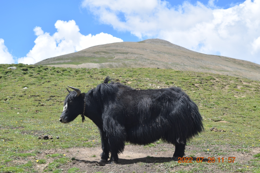 说走就走的旅行：自驾317 遇见西藏丁青县布托湖 遇见藏族尼达加夏一家