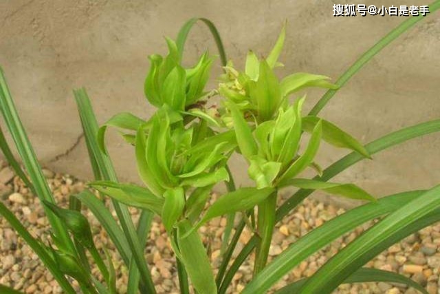 千金花的养生功效与作用千金花的禁忌