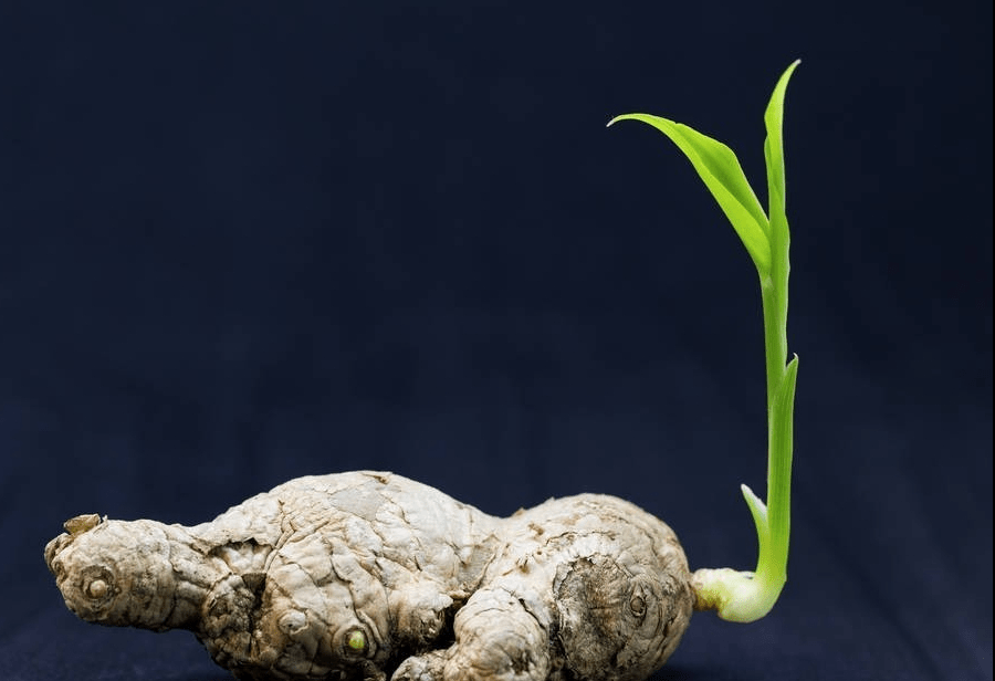 生姜涨价种植户却不高兴,是商家囤货?关键是种植中没抓住这几点_姜种_