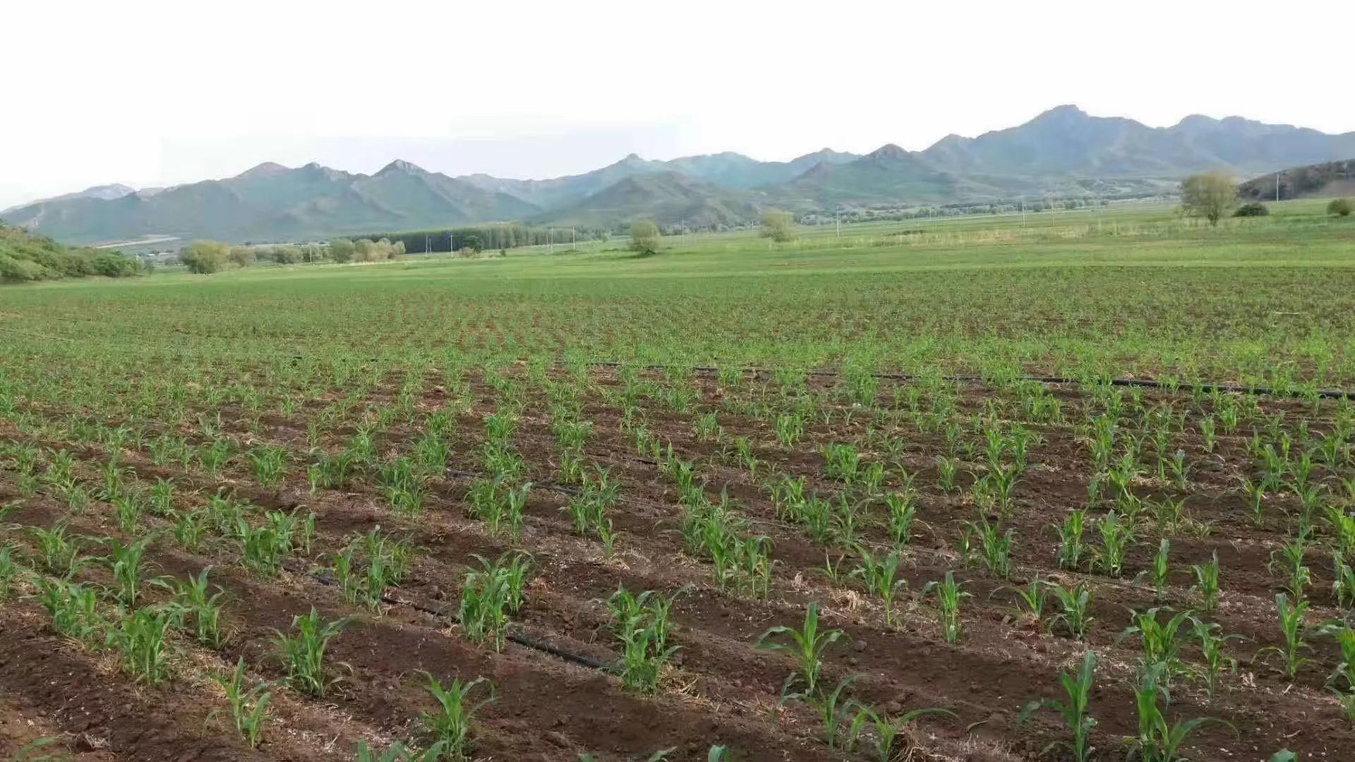 玉米大垄双行品字形摆放种植技术增产原理_株数_粮质_增加了