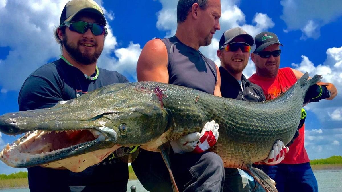 鳄雀鳝,是雀鳝目中体型最大的一种,原产于中北美洲,因为吻部突出,口中