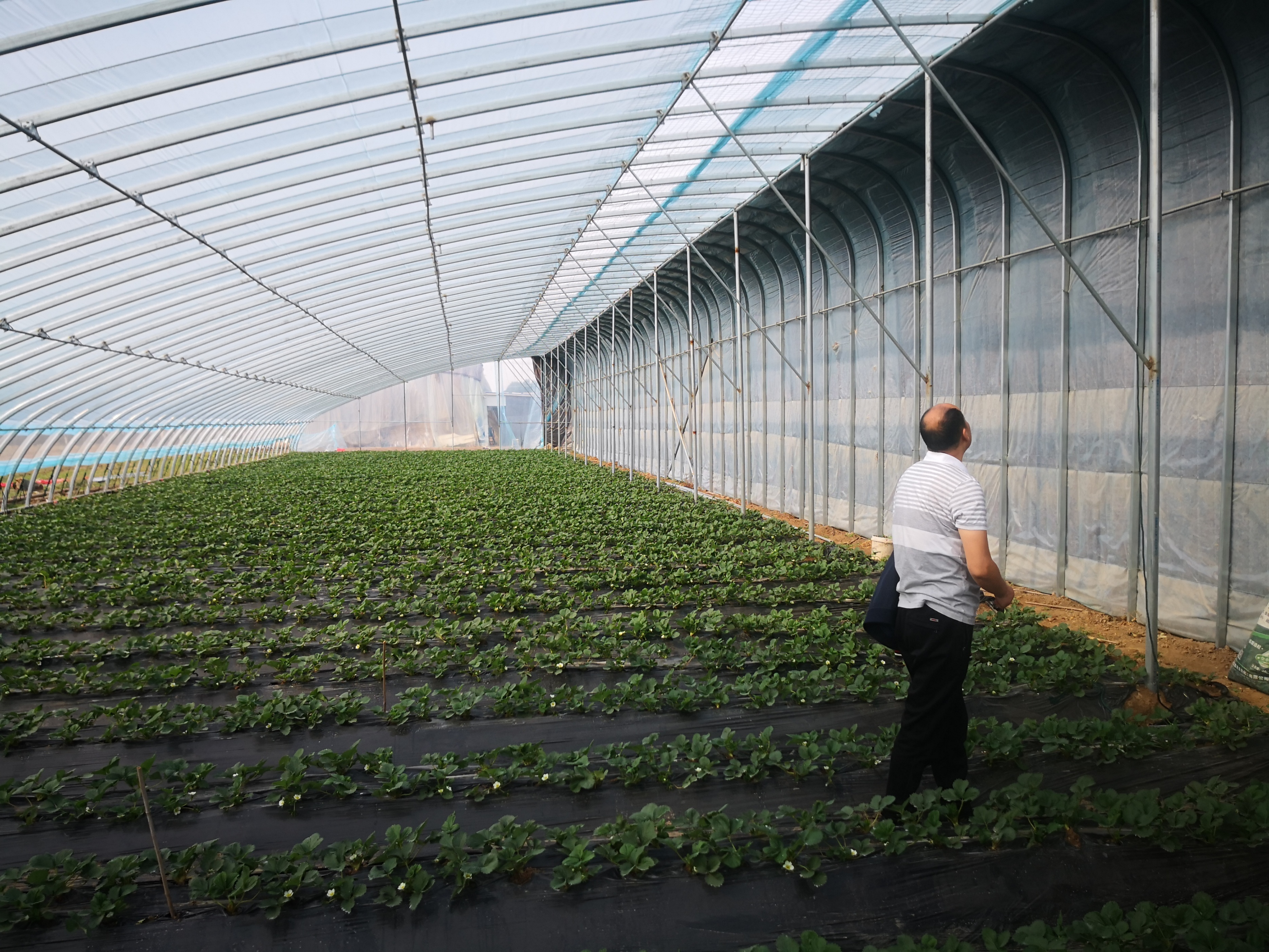 大哥种植温室10多年 没想到用上了智能设备 一天操作几十个大棚 自动 温度计 系统