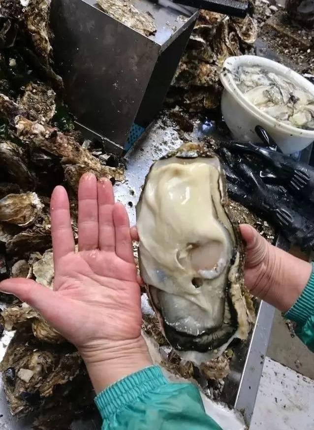 吃5斤大生蚝是什么体验?活着直接撬开,原味超过瘾_水产市场_朋友_生活