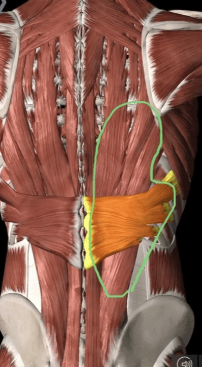 背肌筋膜炎位置图片图片