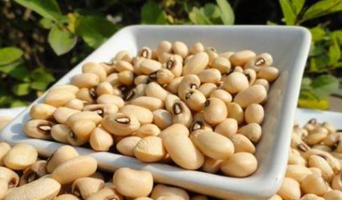 要大一些,它可以煮粥,还能用来做菜,营养价值特别高,保健功效也很出色