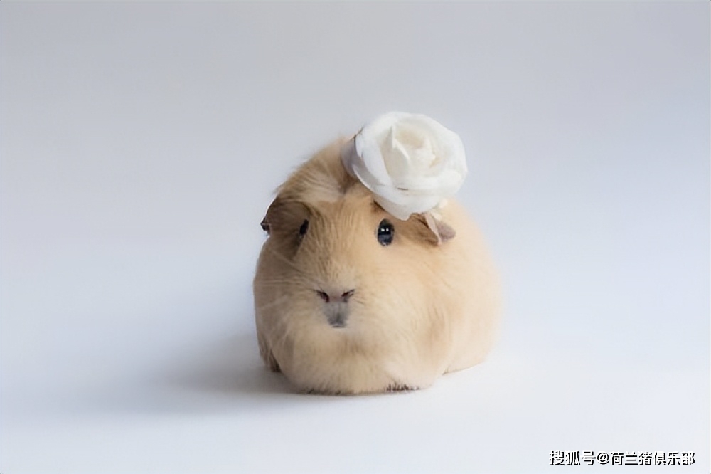 性成熟早荷兰猪是典型的性成熟比较早的动物,所以建议在一个月左右
