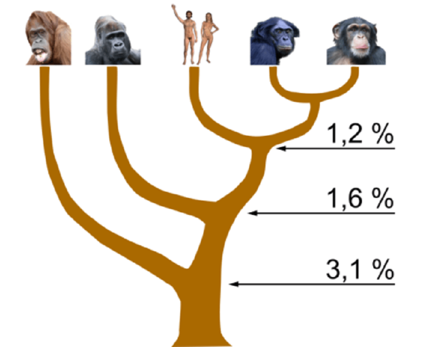 人科动物分家史最后一种就是黑猩猩,它在分类上属于人族,是所有猩猩中