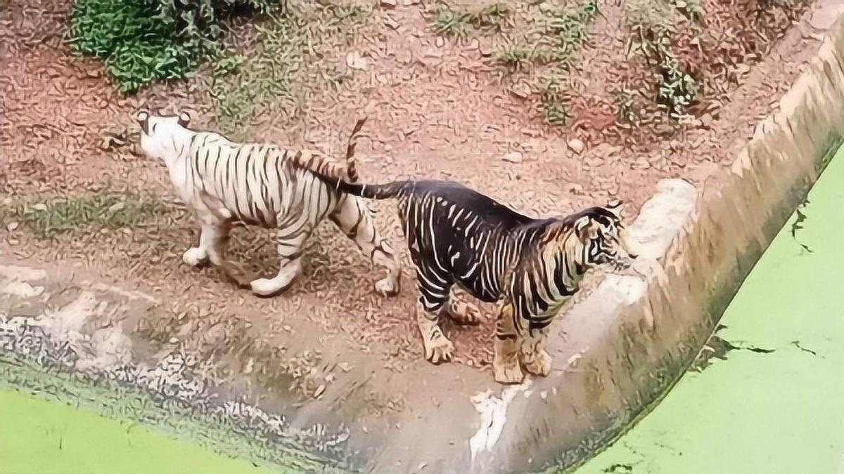印度摄影师拍下罕见黑虎,据说有人悬赏一亿寻找_老虎_黑化_基因
