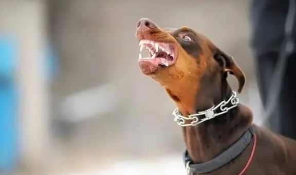 犬类的弱点在哪里呢 当你被疯狗攻击时该如何应对 不妨了解一下 人类 时候 动物