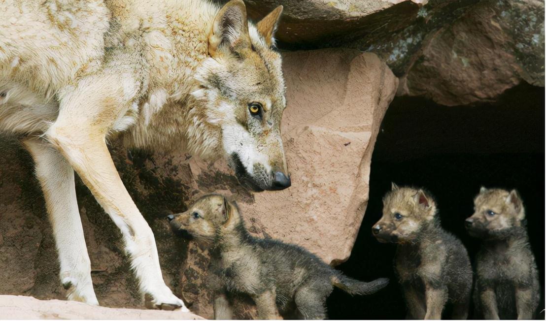 她母爱泛滥认小狼当儿子,10年后她们母子在草原相认_李微漪_格林_孩子