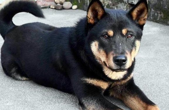 农村的人越来越少,养土狗的也越来越少,而城市养土狗却有很大的局限