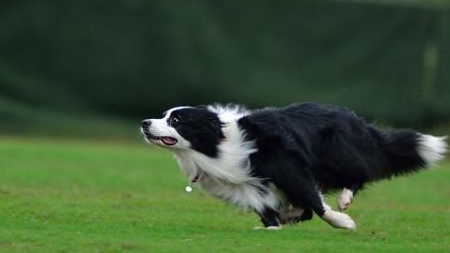 边境牧羊犬训练成飞盘狗的初级阶段 抛盘 时候 动作