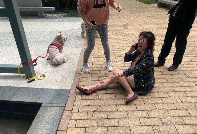 "深圳红树西岸近日发生恶狗伤人事件"_女业主_绳子_狗狗