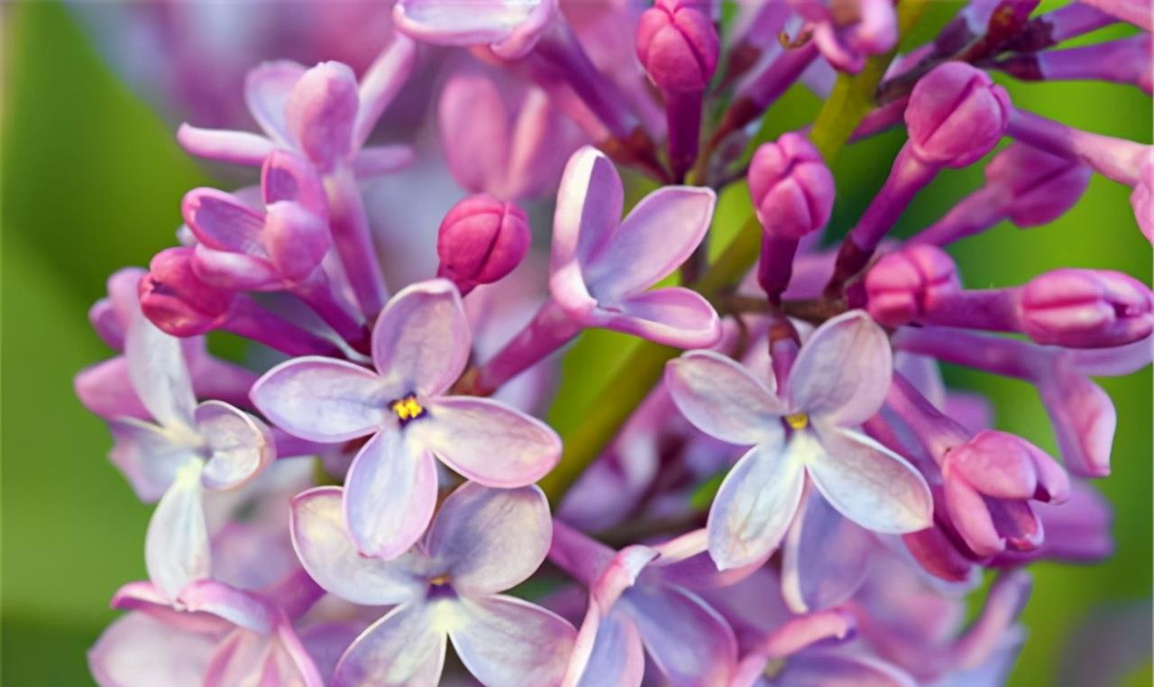 丁香花 背后的爱情故事 有几人知晓所唱的亡者是谁 唐磊 女孩 首歌 丁香花 背后的爱情故事 有几人知晓所唱的亡者是谁 唐磊 女孩 首歌