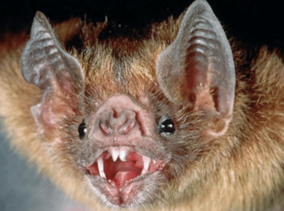 “蝙蝠”蝙蝠的先祖是何物？考古学家发现1.25亿年前的化石，长相吓人