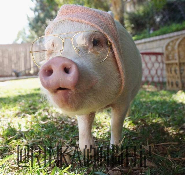ig上三只宠物猪被主人打造成网红_hank_姐弟_美国的