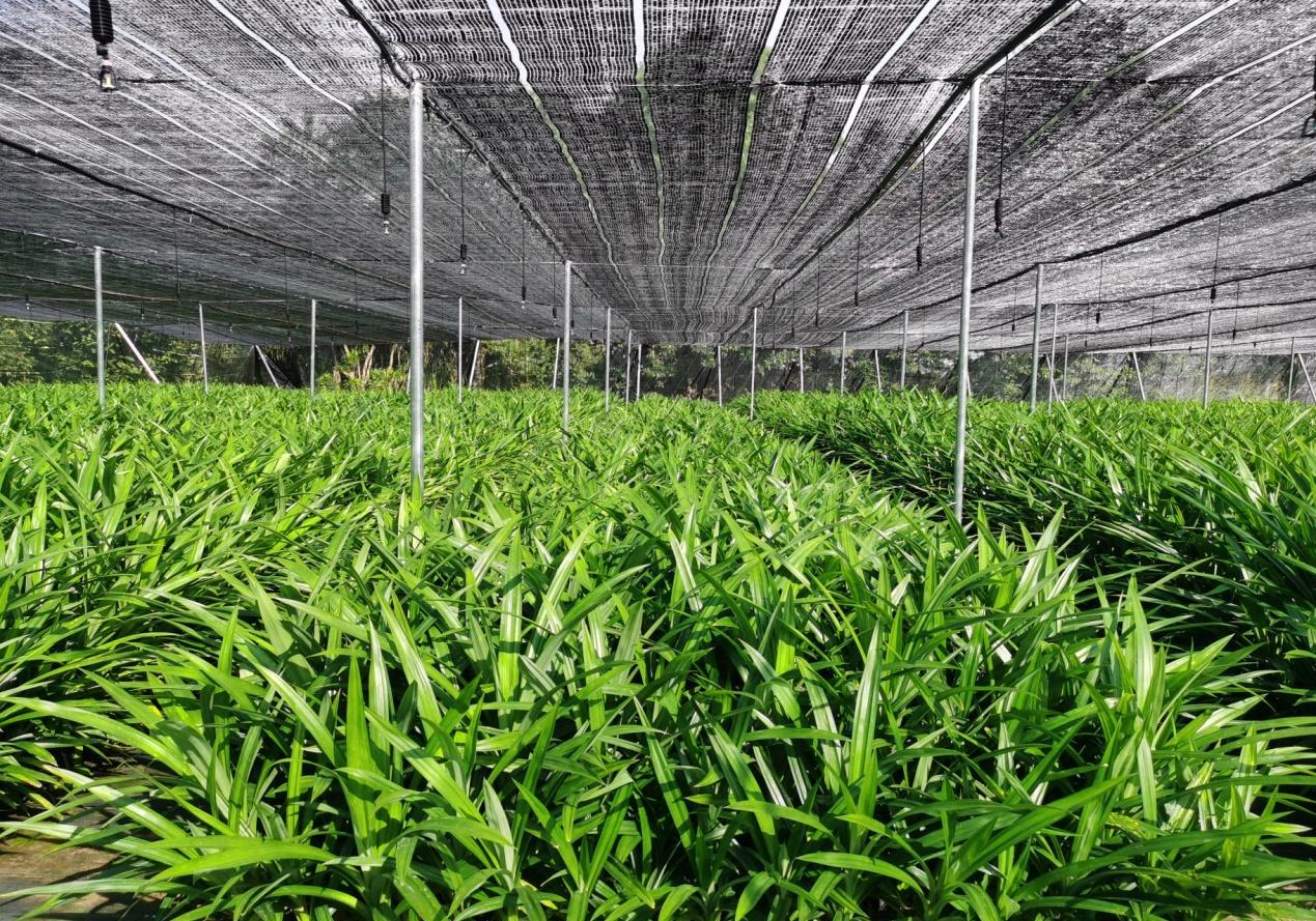 最新消息丨海南百姓"宠儿"的香露兜叶(粉)有正式身份了!