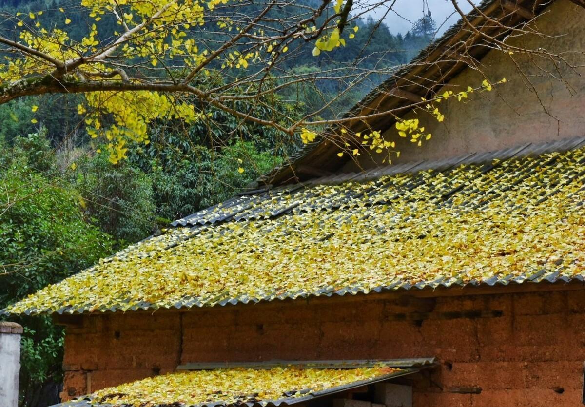 桂林除了海洋乡,不远还有两个著名银杏村_秋色_桐子_周边