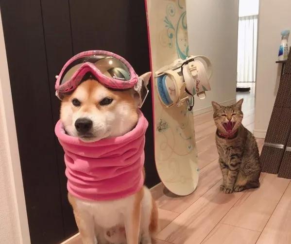 虎斑猫见柴伙伴身穿粉红滑雪装忍不住背后偷笑:穿的什么鬼?