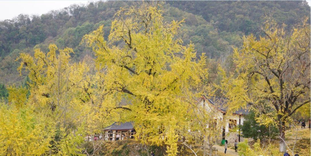 随州银杏谷,千年银杏十里画廊,电影《刺客聂隐娘》曾在此取景_景区