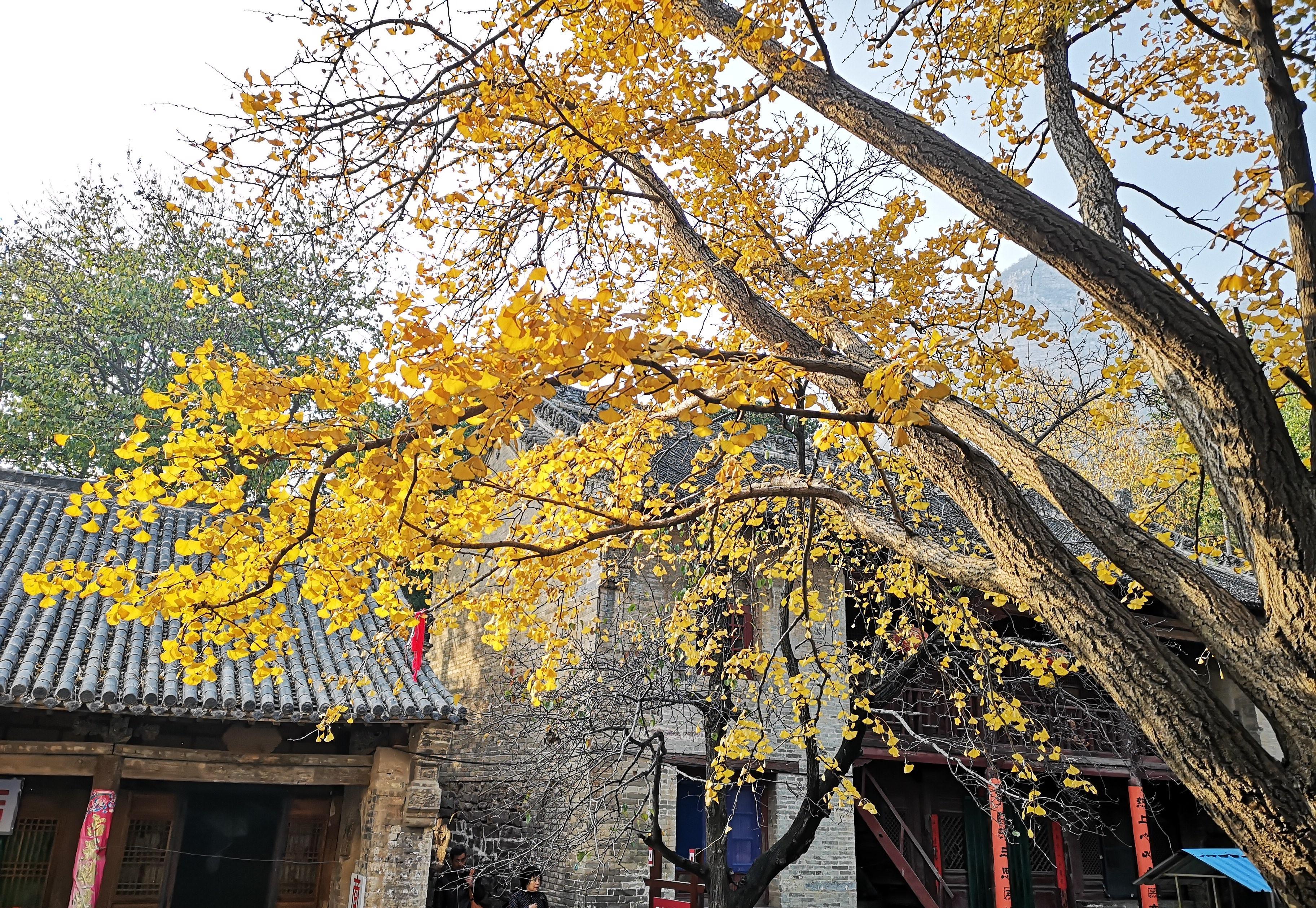 距离郑州一小时车程,辉县白云寺的千年银杏树,已进入最佳观赏期
