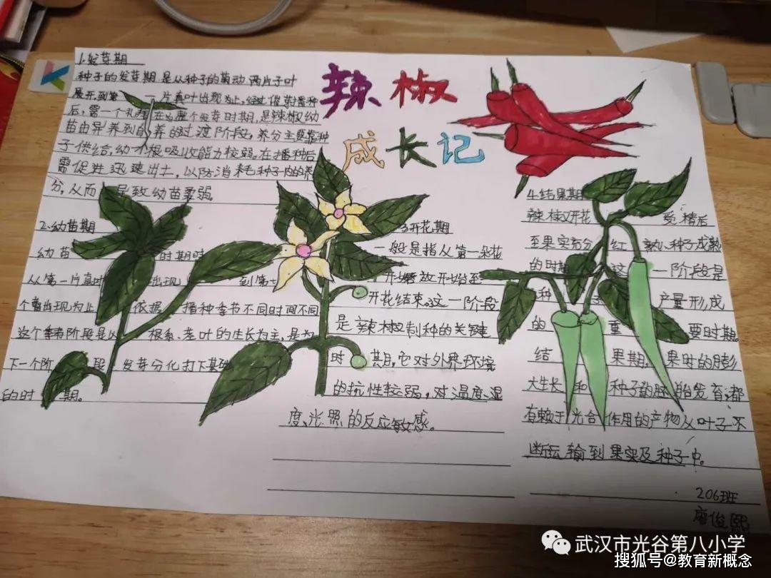 日记》203班李钰婷同学作品《自然笔记——蜻蜓的秘密》二年级自然