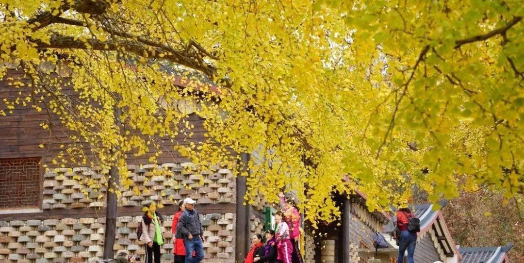 随州银杏谷,千年银杏十里画廊,电影《刺客聂隐娘》曾在此取景_景区