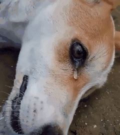 狗狗哭泣背后的真相,你懂它的忧伤吗?_主人_时候_眼泪
