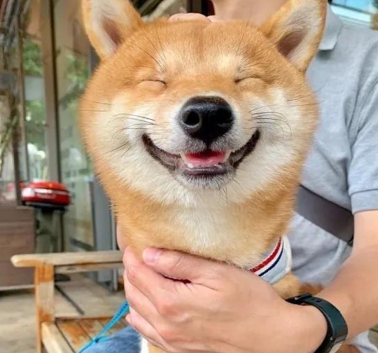 柴犬看到食物上超夸张的笑容，幸福就写在脸上，这不是犯规吗？