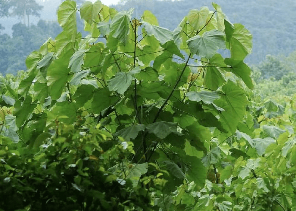 轻木,一年窜7米,世界上最轻的树,中国为何坚持引进种植?