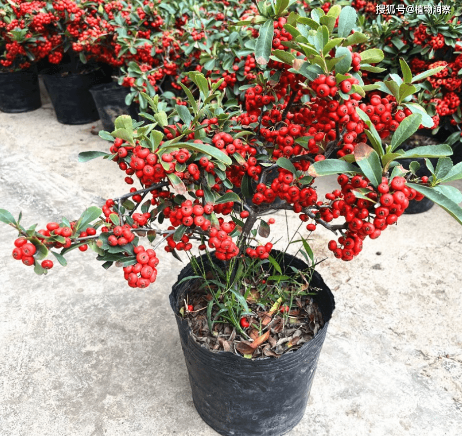 农村1种植物,果实红红火火,人称火棘果,别名火把果,救军粮!