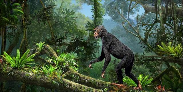 于是分野出了人猿总科,这个时期的猿,也被叫做森林古猿