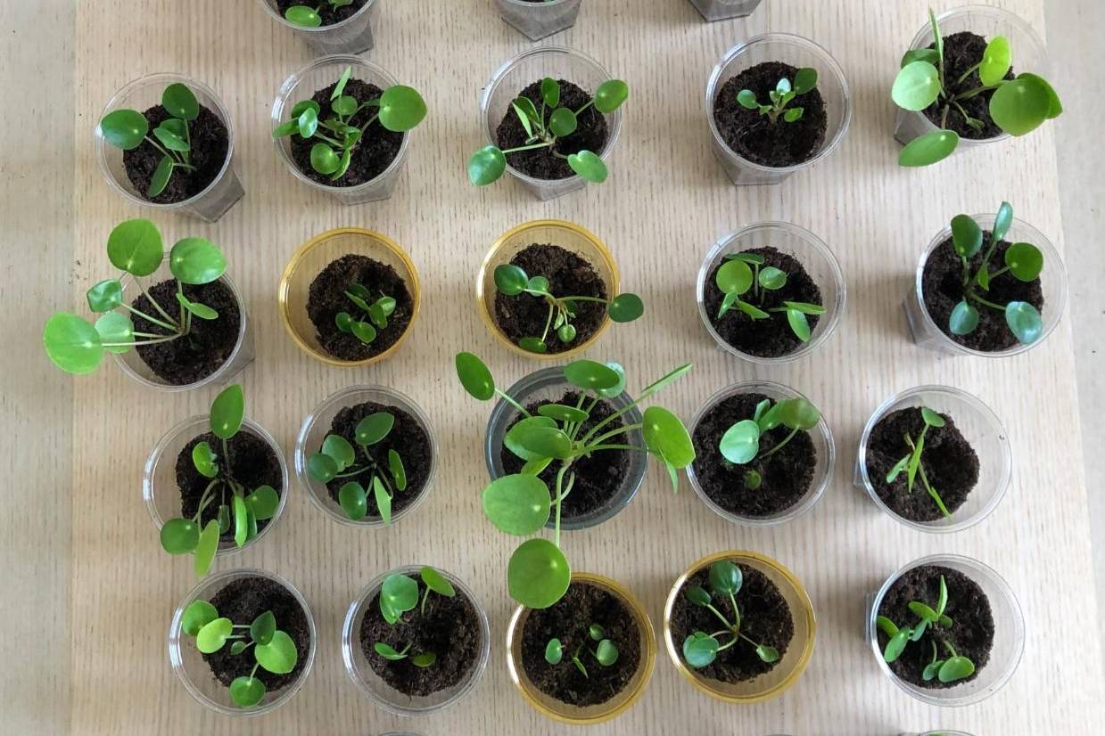 用种子培育的旱金莲,幼苗快速移栽上盆