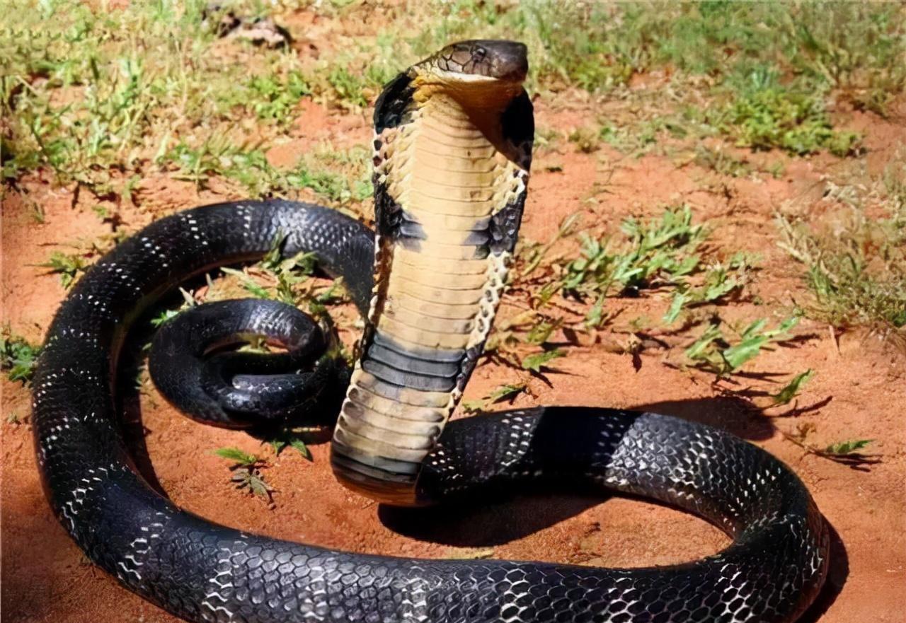 眼镜王蛇:"蛇类煞星"的生存法则?