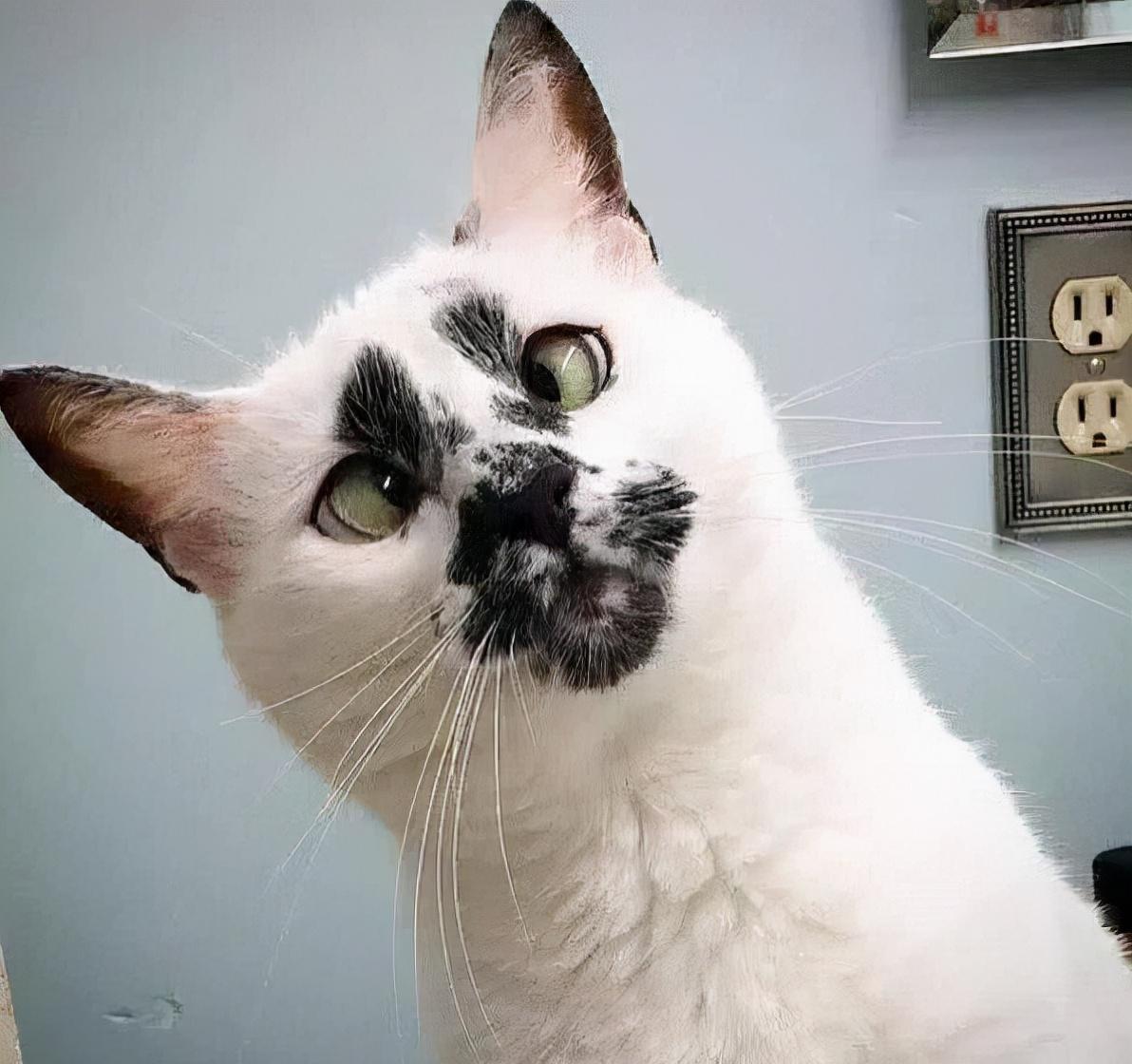 你见过的丑猫能有多丑呢?一起来欣赏一下"盛世美颜"_徐峥_大哥_眼睛